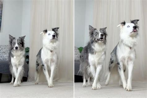 Males are usually 19 to 22 inches tall at the shoulder. . Border collie dancing to thriller youtube